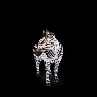 Zebra Baby