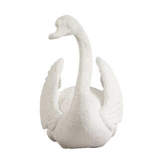 Majestic Male swan