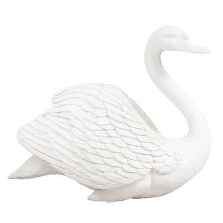 Majestic Male swan